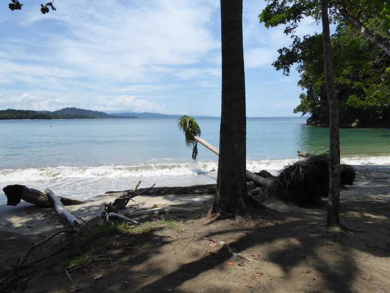 Took a morning trip to Punta Uva, one of the best snorkeling spots in the Caribbean. We hiked up to a cliff in the right of this photo, it was magnificent.